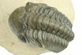 Detailed Reedops Trilobite - Atchana, Morocco #268749-3